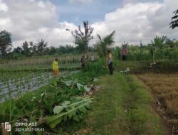 Bhabinkamtibmas Desa Gapuk Dukung Program Ketahanan Pangan Melalui Silaturahmi dengan Pemilik Lahan