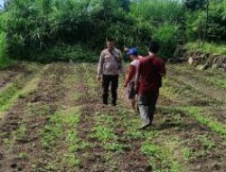 Bhabinkamtibmas Desa Terara Lakukan Monitoring Hasil Penanaman Bibit Cabai