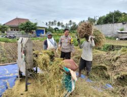 Dukung Ketahanan Pangan Bripka Agus Salim Bantu Warga Panen Padi