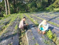 Dukung Program Ketahanan Pangan diberikan Bhabinkamtibmas Desa Bintang Rinjani  Ke Warga Binaan