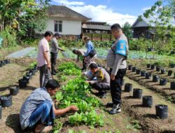 Anggota Polsek Montong Gading Bersama PPL Pertanian Panen Perdana Sawi di Lahan Pekarangan Pangan Bergizi