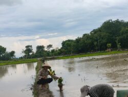 Bhabinkamtibmas Desa GerenengPantau Proses Penanaman Padi Warga Binaan