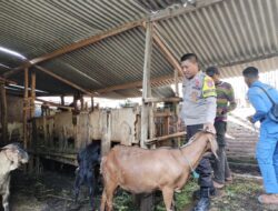 Bripka Agus Salim Pantau Pelaksanaan Program Ketahanan Pangan di Desa Binaan Berjalan Dengan Baik