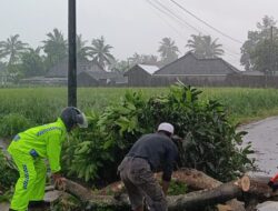 Bersama Warga, Bhabinkamtibmas Desa Kumbang Lakukan Evakuasi Pohon Tumbang