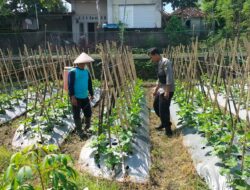 Dukung Program Ketahanan Pangan Bergizi (P2B), Bhabinkamtibmas Desa Sakra Selatan Lakukan Monitoring