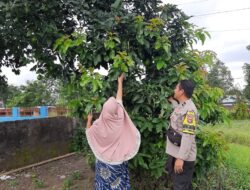 Dukung Program Swasembada Pangan, Bhabinkamtibmas Desa Timbanuh Lakukan Kunjungan ke Petani Alpukat