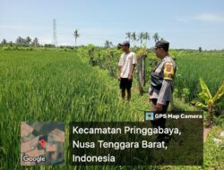Bhabinkamtibmas Desa Batuyang Laksanakan Pengecekan Lahan Ketahanan Pangan Bergizi 