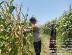 Guna Mendukung Program Ketahanan Pangan Bhabinkamtibmas Desa Pringgabaya Utara Monitoring lahan Pertanian