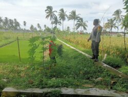 Bhabinkamtibmas Desa Pringgasela Selatan Monitoring Program Ketahanan Pangan Bergizi