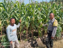 Bhabinkamtibmas Desa Korleko Selatan, Cek Lahan Program Ketahanan Pangan