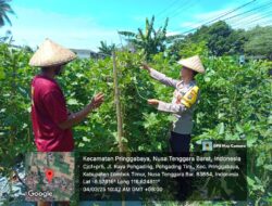 Bhabinkamtibmas Desa Pohgading Timur Lakukan Pengecekan Program Ketahanan Pangan Bergizi