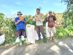 Sukseskan Program Ketahanan Pangan, Bhabinkamtibmas Desa Bagik Papan Dampingi Warga Binaan Panen Jagung
