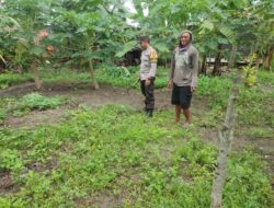 Bhabinkamtibmas Paokmotong Monitoring Tanaman Pekarangan Bergizi dan Sampaikan Himbauan Kamtibmas