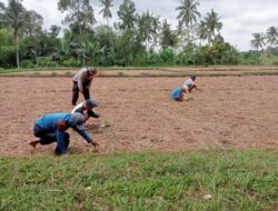 Bhabinkamtibmas  Desa Pringgasela Selatan Cek Lokasi Penanaman Cabai Guna Mendukung Program Ketahanan Pangan