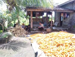 Program Ketahanan Pangan, Bhabinkamtibmas Desa Pare Mas Kunjungi Petani Jagung