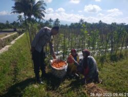 Bhabinkamtibmas Desa Montong Betok Sambangi Petani Tomat dalam Rangka Dukung Program Swasembada Pangan