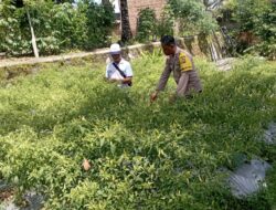 Bhabinkamtibmas Desa Kesik Lakukan Pengecekan Lahan Ketahanan Pangan Bergizi
