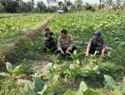 Bhabinkamtibmas Desa Bagik Papan Silaturahmi dan Cek Lahan Ketahanan Pangan
