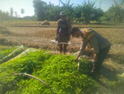 Bhabinkamtibmas Kelurahan Tanjung Sambangi Lahan Ketahanan Pangan Bergizi di Timba Borok