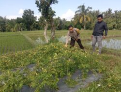 Bhabinkamtibmas Desa Kotaraja Lakukan Pengecekan Lahan Ketahanan Pangan Bergizi