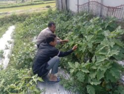 Bhabinkamtibmas Desa Kotaraja Cek Lahan Ketahanan Pangan Bergizi Tanaman Cabai