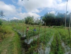 Bhabinkamtibmas Desa Leming Lakukan Pengecekan Lahan Ketahanan Pangan