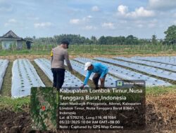 Bhabinkamtibmas Pringgasela Timur Cek Lahan Tanaman Cabai Guna Lancarnya Program Ketahanan pangan