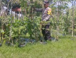 Bhabinkamtibmas Desa Masbagik Timur Cek Lahan Ketahanan Pangan Bergizi Milik Warga Binaan
