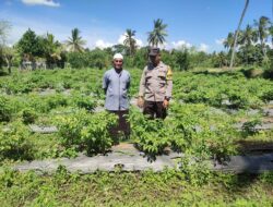 Bhabinkamtibmas Desa Paokmotong Lakukan Monitoring Tanaman Pekarangan Bergizi