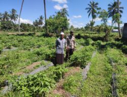 Bhabinkamtibmas Desa Paokmotong Lakukan Monitoring Tanaman Pekarangan Bergizi