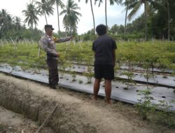 Bhabinkamtibmas Kelurahan Suryawangi Pantau Kegiatan Pertanian Cabe Warga
