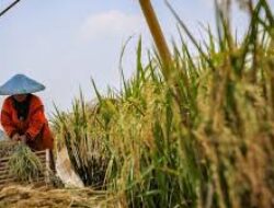 Pengecekan dan Pemeliharaan Program Ketahanan Pangan Bergizi di Desa Pringgajurang