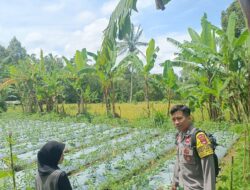 Personel Polsek Sikur Cek Lahan Tanaman Tomat di Desa Jeruk Manis, Guna Lancarnya Program Ketahanan Pangan