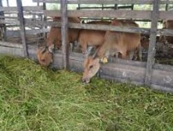 AIPTU Muhibbudin, Polisi Aktif Polsek Pringgasela yang Sukses Beternak Sapi