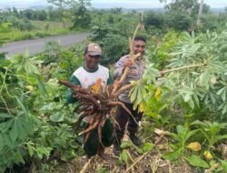 Bhabinkamtibmas Desa Puncak Jeringo Cek Lahan P2B Tanaman Ketela dan Labu