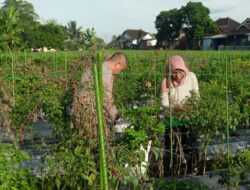 Bhabinkamtibmas Desa Masbagik Utara Tinjau Ketahanan Pangan dan Himbau Kamtibmas