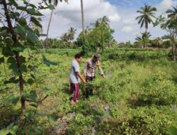 Bhabinkamtibmas Desa Paokmotong Lakukan Monitoring Tanaman Pekarangan Bergizi