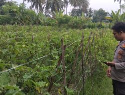 Sukseskan Program Ketahanan Pangan, Bhabinkamtibmas Desa Teros Cek Lahan Pertanian