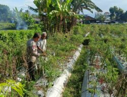 Bhabinkamtibmas Masbagik Utara Kontrol Lahan dan Sambangi Petani Dukung Ketahanan Pangan