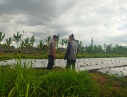 Bhabinkamtibmas Desa Lendang Nangka Polsek Masbagik Polres Lotim Bripka Slamet Suprihono Sambangi Lokasi Tanam Bawang