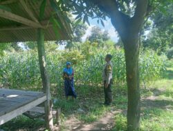 Bhabinkamtibmas Desa Labuhan Lombok Cek Lahan Tanam Jagung Sembari Berikan Himbauan Kamtibmas