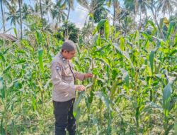 Bhabinkamtibmas Desa Lendang Nangka Cek Lahan Ketahanan Pangan Bergizi (P2B)