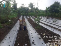 Aipda Eddy Supriandi Dorong Swasembada Pangan Lewat Pendampingan Tanaman Cabai   