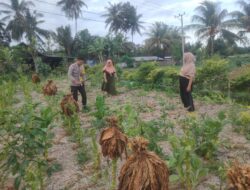 Aiptu Saiful Rahman Lakukan Pembersihan Lahan Ketahanan Pangan