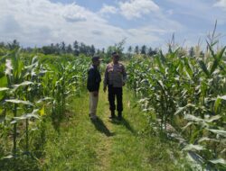 Kapolsek Labuhan Haji Sosialisasi Ketahanan Pangan dan Silaturahmi dengan Petani