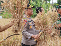 Dukung Program Swasembada Pangan Kapolres Lotim hadiri Panen Padi