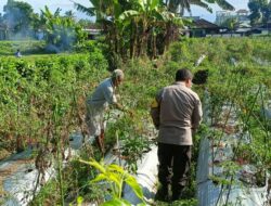 Bhabinkamtibmas Masbagik Utara Lakukan Silaturahmi dan Kontrol Tanaman Dukung Ketahanan Panga