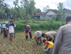 Polsek Terara Pantau Penanaman Jagung dalam Rangka Program Ketahanan Pangan Bergizi 