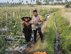 Bhabinkamtibmas Desa Bagik Papan Sambang dan Panen Tomat Dukung Ketahanan Pangan