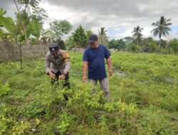 Bhabinkamtibmas Paokmotong Monitoring Tanaman Pekarangan Bergizi dan Berikan Himbauan Kamtibmas
